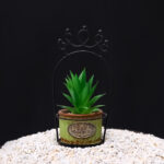 Basket Plant Aloe vera Green