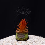 Basket Plant Aloe vera Brown