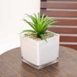 Square Glass Plant