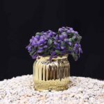 Mini Golden Vase Plant