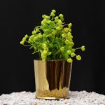 Small Golden Vase Plant