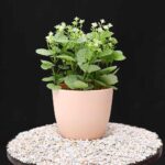 Vase with Plant