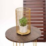 CAGE PLANT WHITE